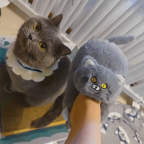 Cuddly Hug Cat Slippers Women Men Winter Home Slides Floor Shoes - Image 28