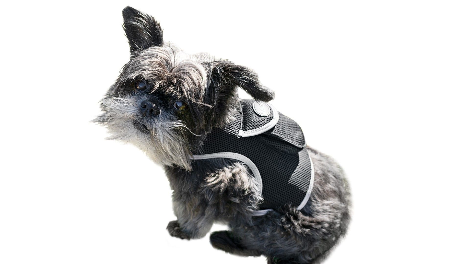 Wireless Portable GPS Cell Phone Pet Tracker Realtime Tracking Device Size:M - Image 4