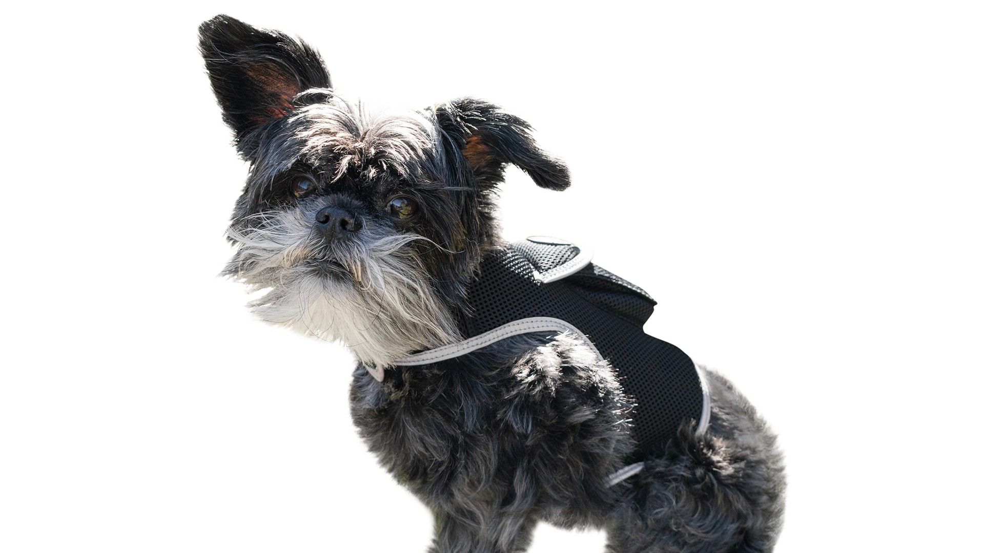 Wireless Portable GPS Cell Phone Pet Tracker Realtime Tracking Device Size:M - Image 9